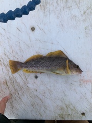 Hexagrammos decagrammus