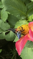 Xylocopa appendiculata