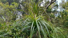 Freycinetia banksii