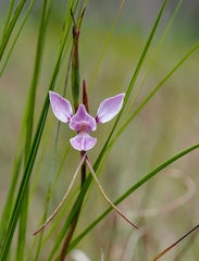 Diuris punctata
