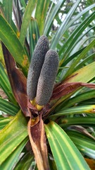 Freycinetia banksii