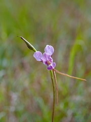 Diuris punctata