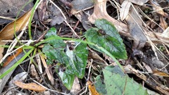 Corybas acuminatus