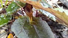 Corybas acuminatus