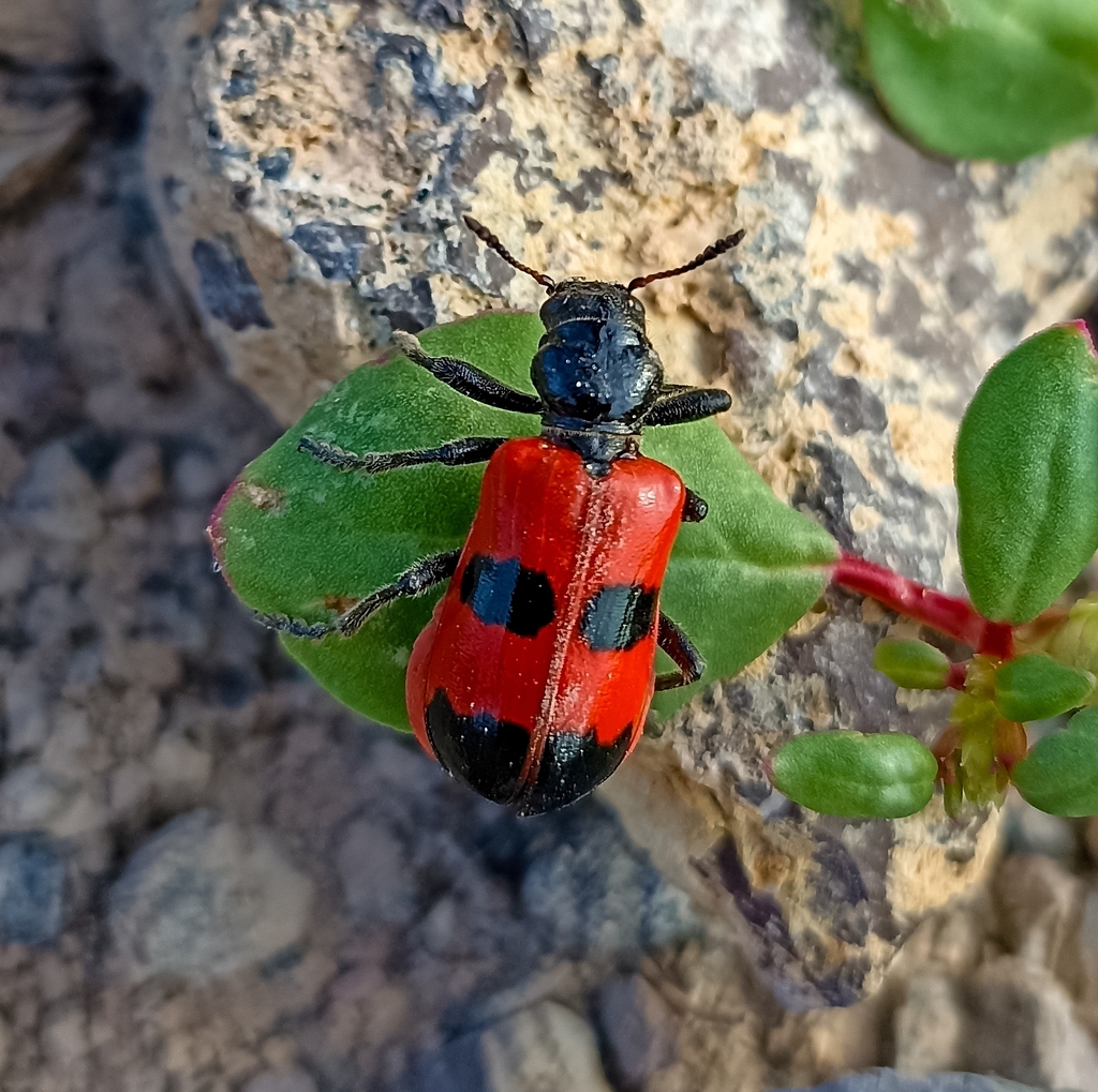Aulicus edwardsii