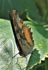 Eurytela dryope angulata