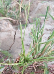 Cyperus compressus