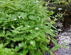 Stellaria nemorum