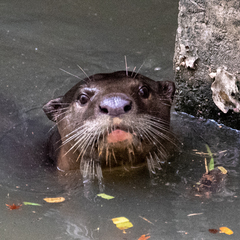 Lutrogale perspicillata