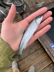 Salvelinus malma
