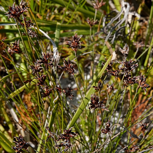 Image of Schoenus imberbis by (c) Max Campbell, some rights reserved (CC BY)