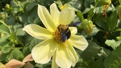 Xylocopa appendiculata