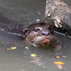 Lutrogale perspicillata
