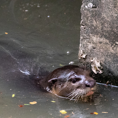 Lutrogale perspicillata