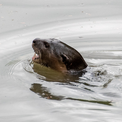 Lutrogale perspicillata