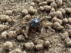 Mictyris longicarpus