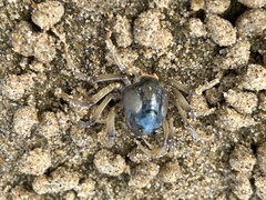 Mictyris longicarpus