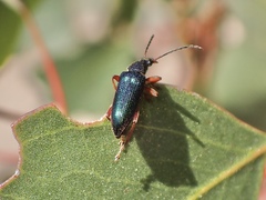Lepturidea punctulaticollis