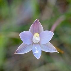 Thelymitra pauciflora