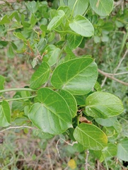 Cynanchum obtusifolium