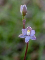 Thelymitra pauciflora