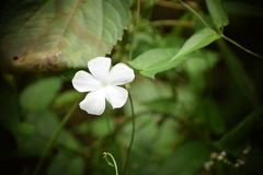 Thunbergia