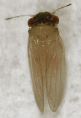 Ctenarytaina insularis