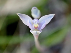 Thelymitra pauciflora