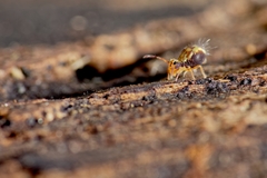 Dicyrtomina