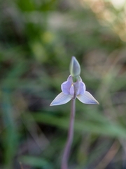 Thelymitra pauciflora