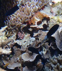 Pycnochromis margaritifer