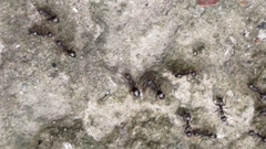 Dolichoderus thoracicus