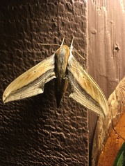 Xylophanes falco