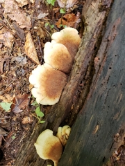 Lentinellus castoreus