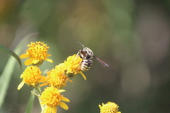 Paranthidium