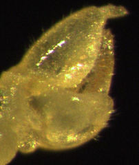 Ctenarytaina insularis