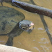 Irwin's Snapping Turtle - Photo (c) nolmat, some rights reserved (CC BY-NC), uploaded by nolmat
