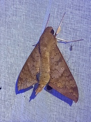 Pachylioides resumens