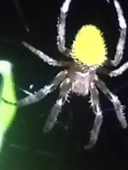Eriophora nephiloides