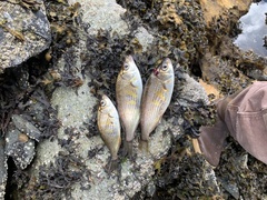 Cymatogaster aggregata