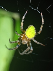Eriophora nephiloides