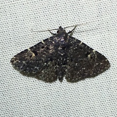 Metalectra tantillus