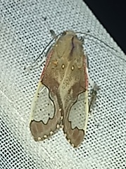 Bertholdia specularis