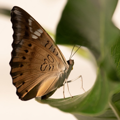 Euthalia aconthea gurda