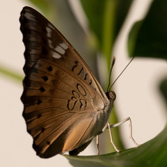 Euthalia aconthea gurda