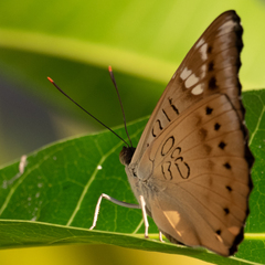 Euthalia aconthea gurda