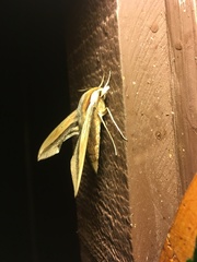 Xylophanes falco
