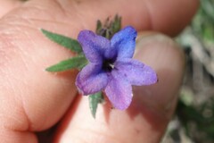 Lithodora fruticosa
