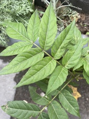 Ailanthus altissima