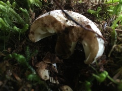 Russula densifolia